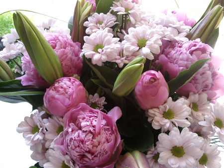 pivoines