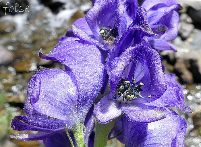 fleurs plus ou moins velues à poils crèpus non glanduleux