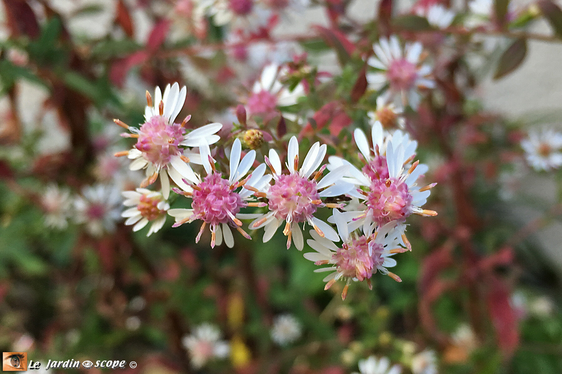 Aster lateriflorus Lady in Black
