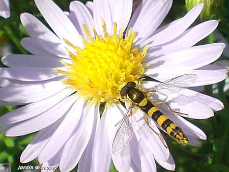 Sphaerophoria_scripta_2