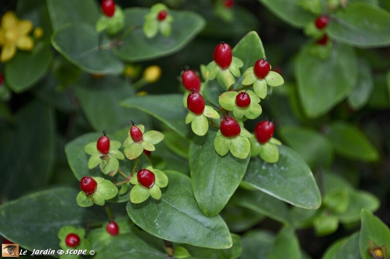 Hypericum-androsaenum-orange-Flair