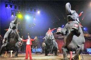 Cirque Eléphant