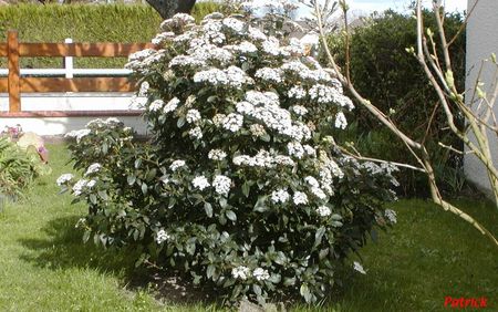 Viburnum Tinus • Laurier-Tin