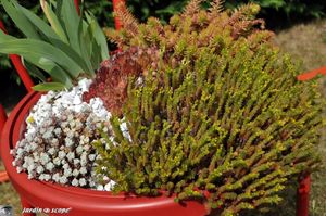 Chaise-a-sedums