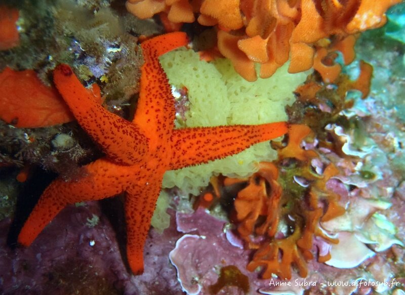 Etoile de mer rouge_01-06-2014_2