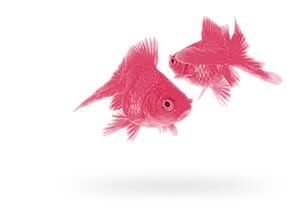 pink_fish2