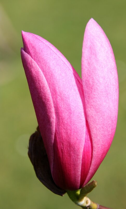 magnolia bouton ouvert