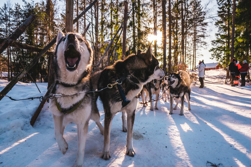 chiens de traineaux photo-1553459706-c58adcf03986