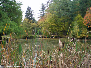 Typha_latifolia