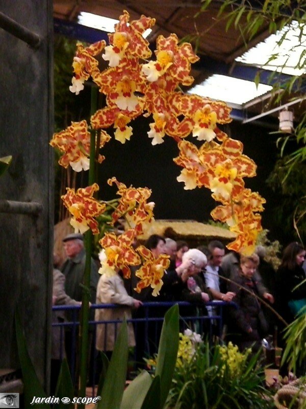 Orchiflore 2008 - Hall des expositions Parc floral de la Source à Orléans