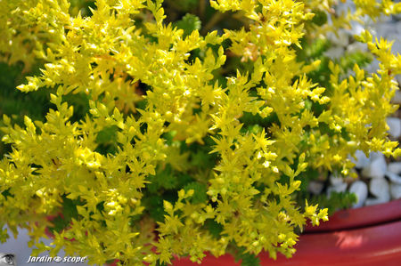 Sedum_sexangulare