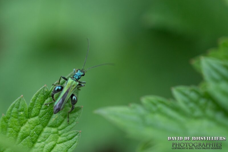 Oedémère noble (Oedemera nobilis - Thick Legged Flower Beetle)