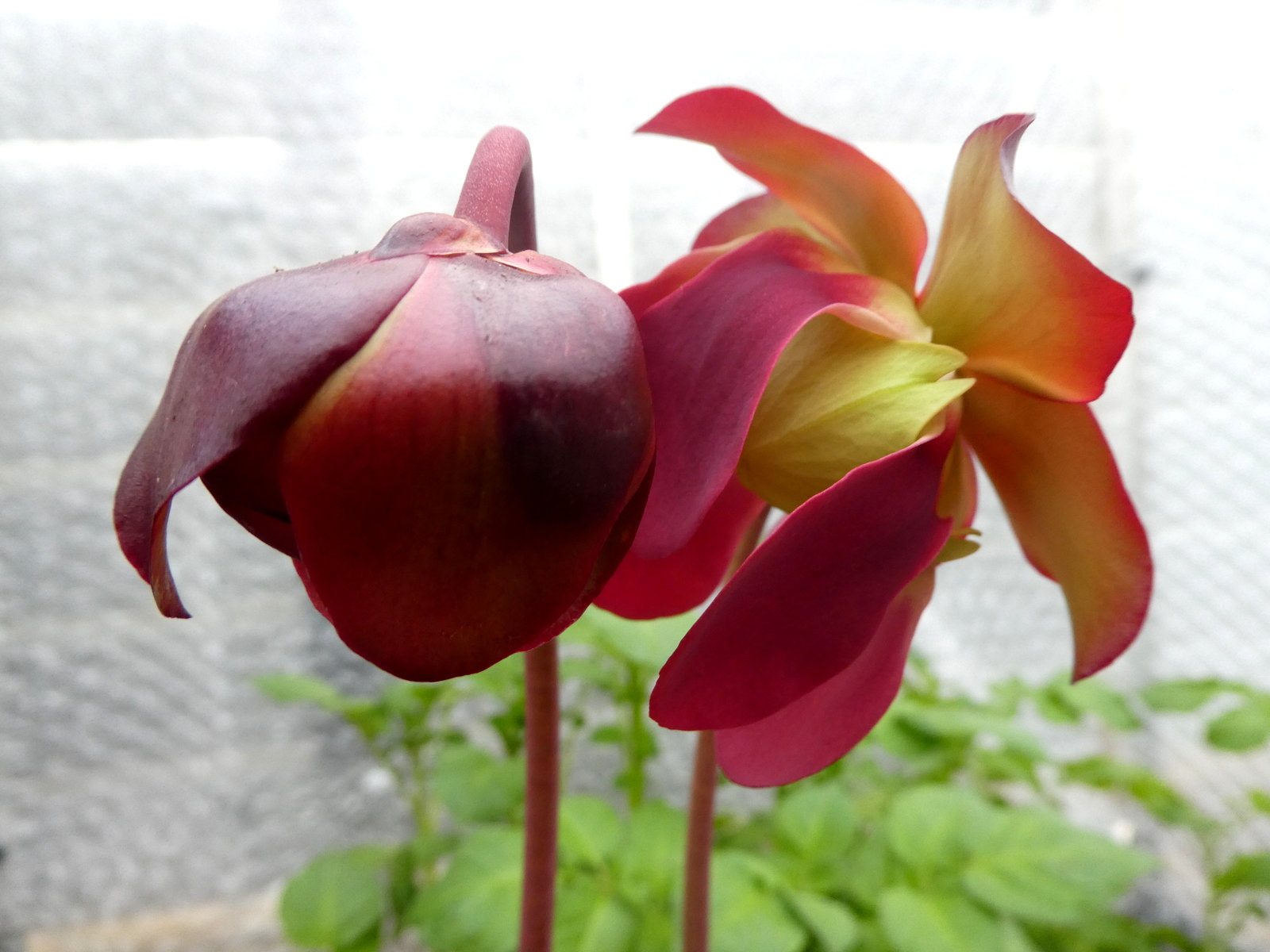 sarracenia en fleurs