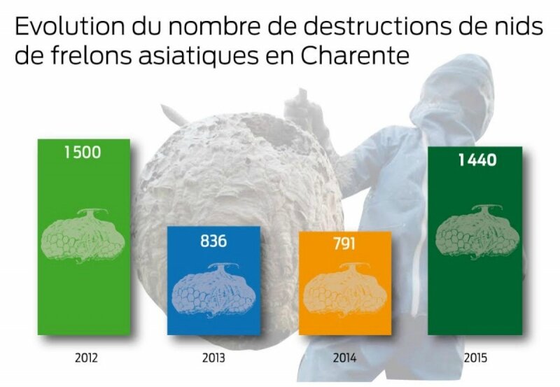 frelons asiatiques le dispositif 1