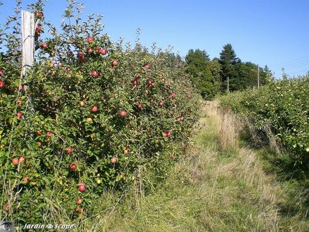 Verger_de_pomme