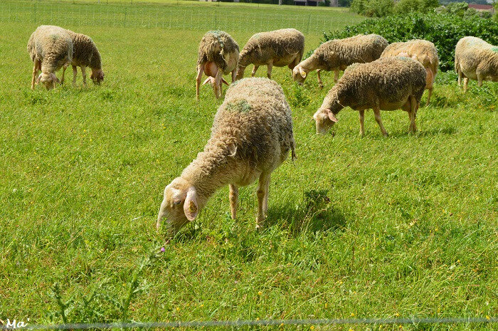 180429_ferme_routes_3
