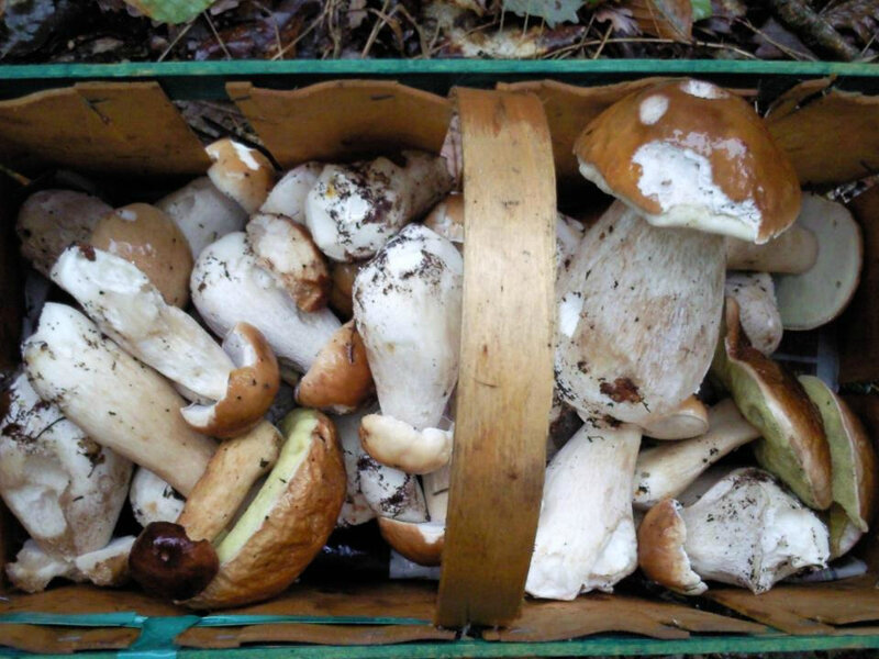 Cueillette de Cèpes de Bordeaux