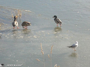 Canards_patineurs
