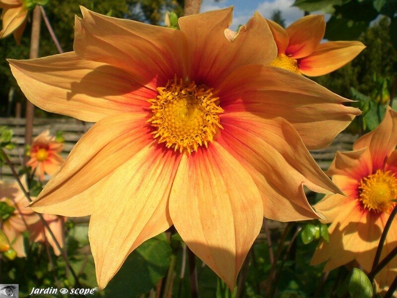 Dahlia Croix du Sud