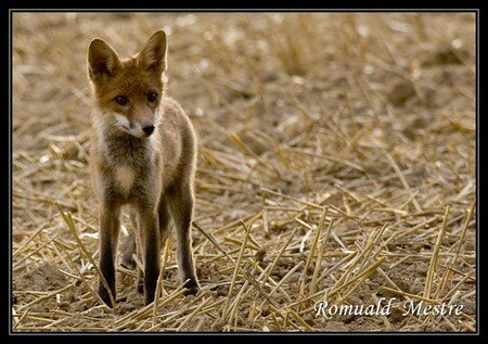 renard_1018web