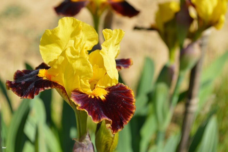 190501_iris_val_drome_7