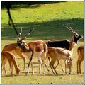 Les antilopes de la <b>réserve</b> <b>zoologique</b> de <b>Sauvage</b>