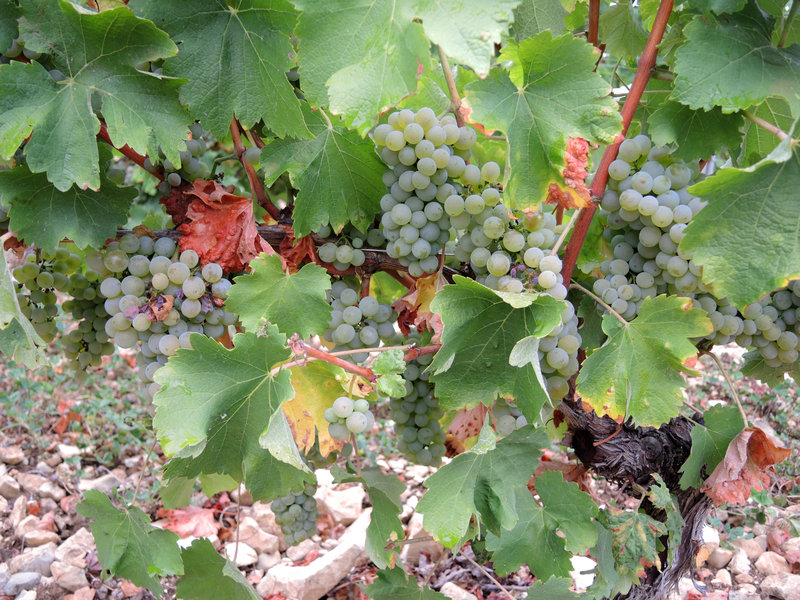 Pouilly-sur-Loire, de Loire en vignes, les vallées, raisins (58)