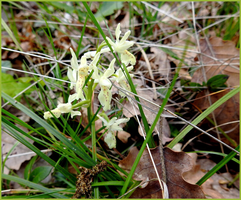 orchis provincialis (2)