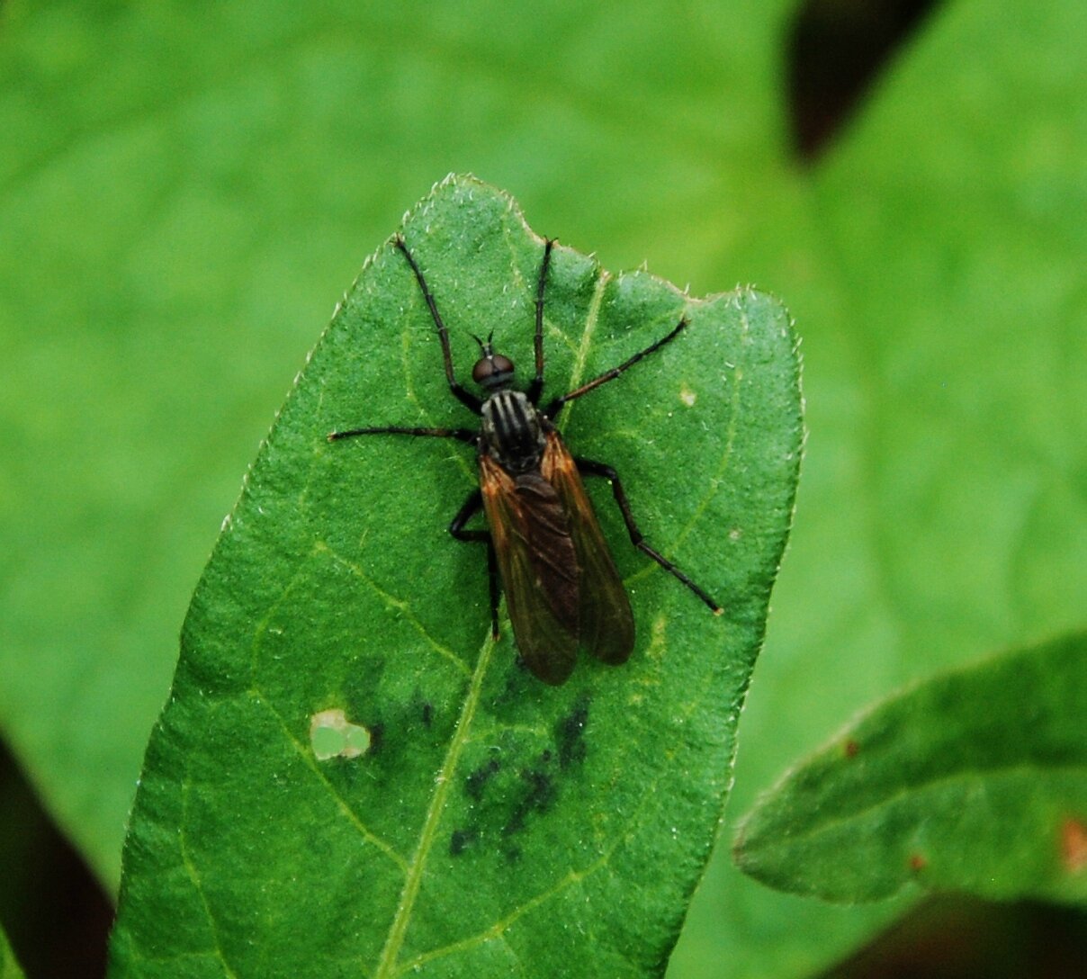L'Empide marqueté (Empis tessellata)