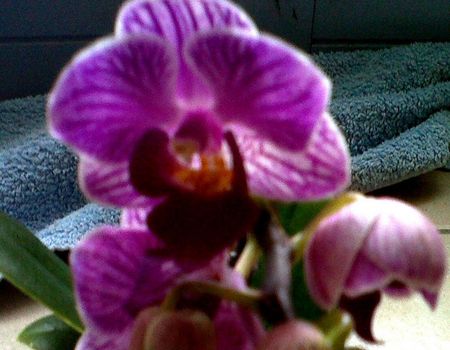 Mini_phalaenopsis_little_lady__3_