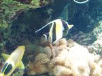 aquarium_3_poisson_ange