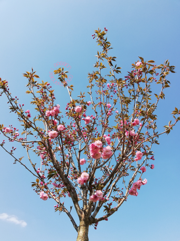 Prunus serrulata_Avril 2020