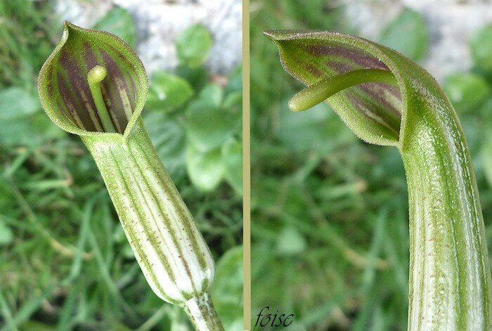 spathe tubuleuse spadice libre à massue saillante