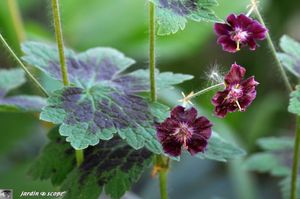 Geranium-phaeum 2