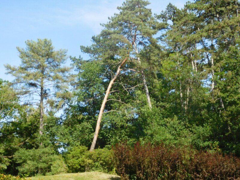 arbre penché [800x600]