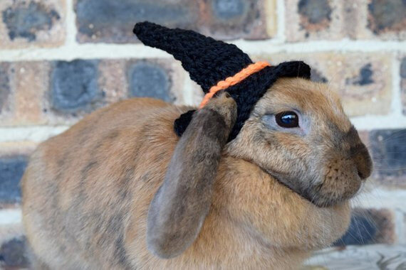 Lapin 3
