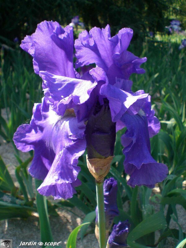 Collection iris Parc Floral Orléans