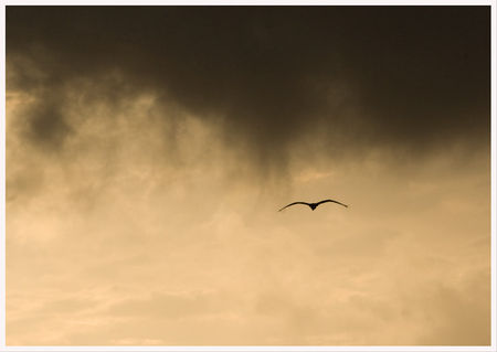 heron_nuages_brume_matin_dec_190808