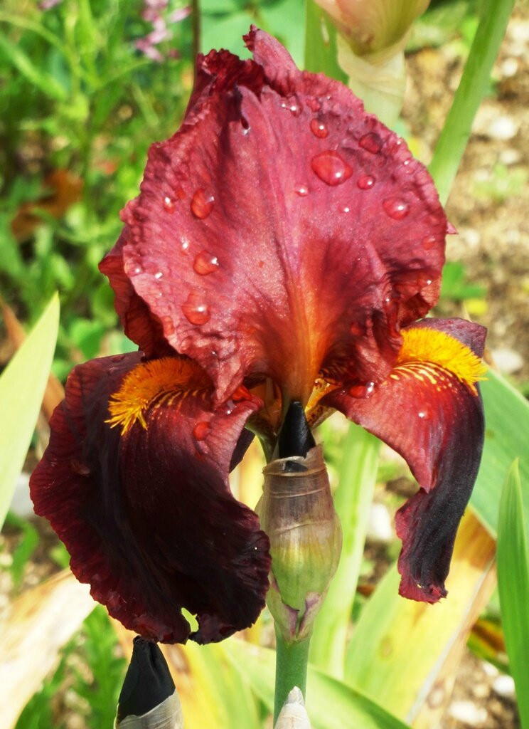 iris brun et bordeaux