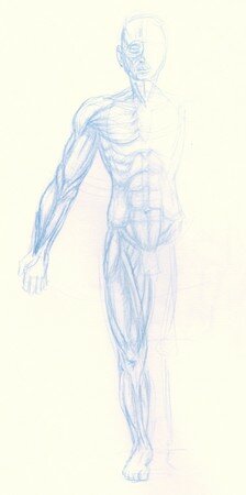 dessin anatomie muscles