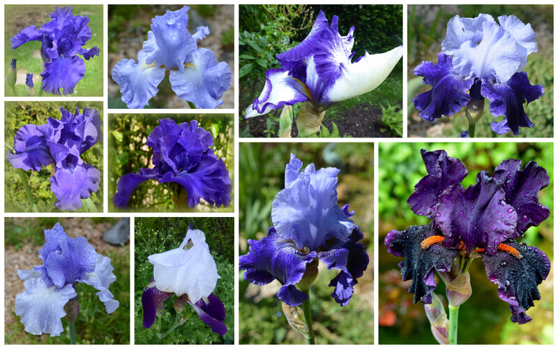 iris2019