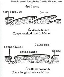 Ecailles_lezard_croco