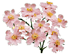 fleurs_246