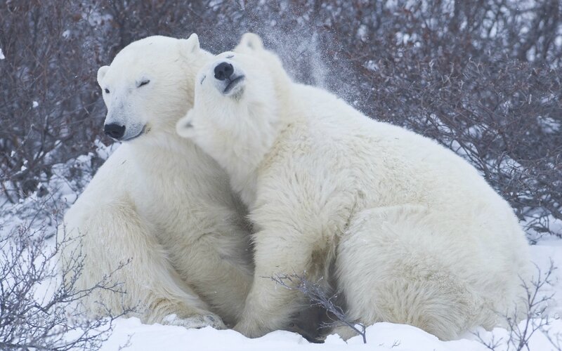 white-bears-snow
