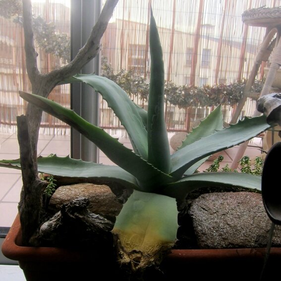 agave a