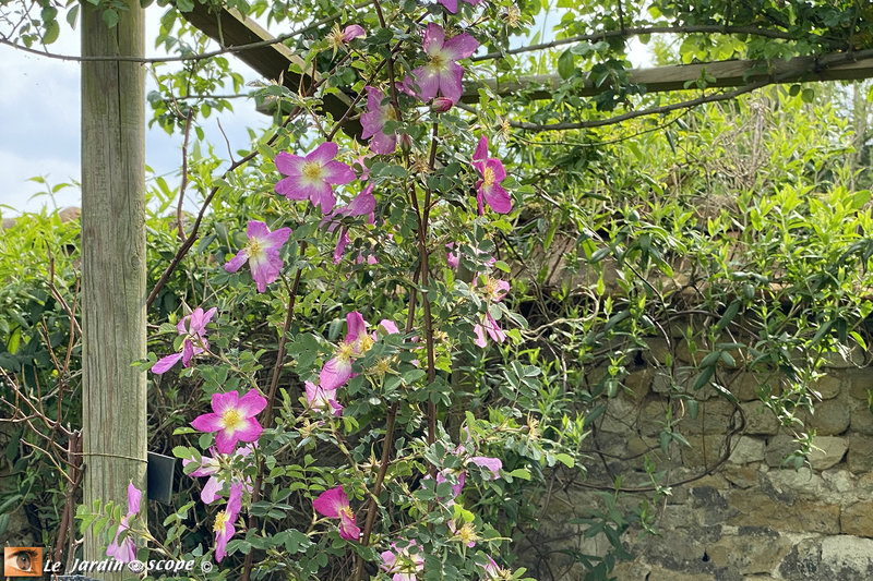 Roses-simples