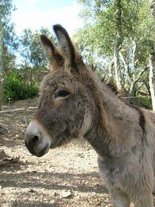 ÂNE de PROVENCE