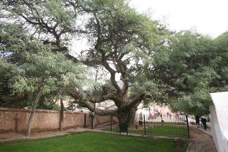 PURMAMARCA ARBRE ALGARROBO (1)