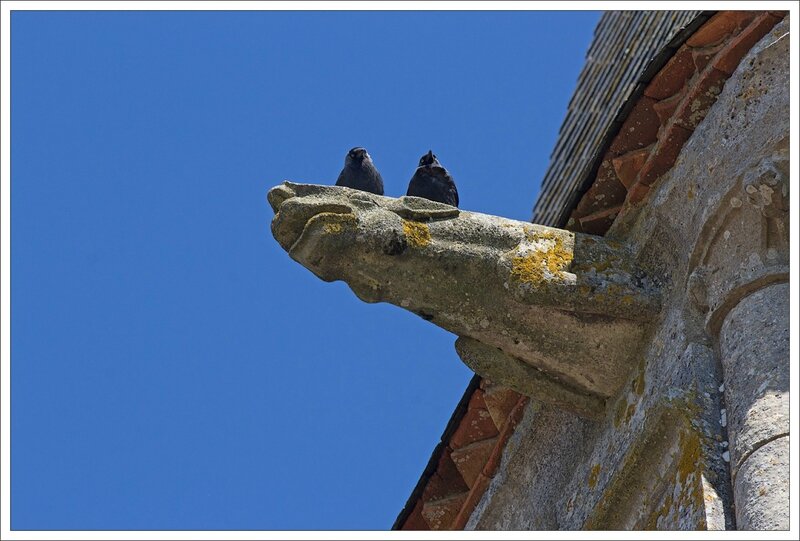 Aulnay choucas gargouille 160413