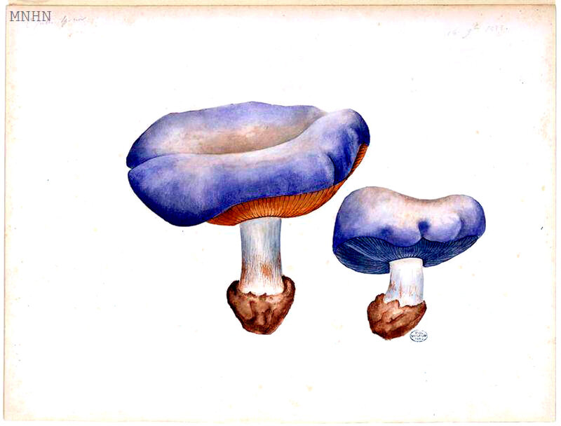 78 Cortinarius Julii caerulescens